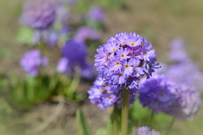 Garden Flowers