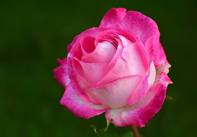 Roses